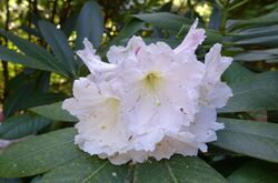 Rhododendron glanduliferum - UBC Botanical Garden - Vancouver, Canada - DSC07827.jpg