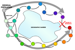 Ring Species (gene flow around a barrier).png