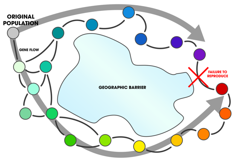 File:Ring Species (gene flow around a barrier).png