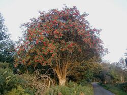 Medium-sized tree bearing small red fruits, standing next to a country lane