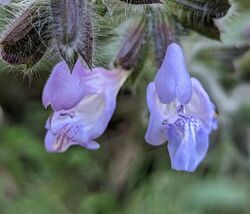 Salvia recognita.jpg