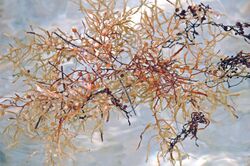Sargassum natans (brown algae) (San Salvador Island, Bahamas) 1 (15867880028).jpg