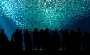 Visitors watch a school of thousands of Pacific sardines form a tornado in an exhibit at Monterey Bay Aquarium