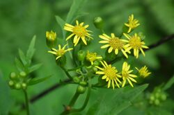 Senecio nikoensis サワギク,沢菊（ボロギク,襤褸菊）DSCF1099.jpg