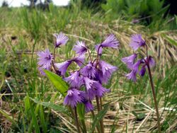 Soldanella alpina.jpg