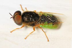 Soldier Fly - Odontomyia virgo, Woodbridge, Virginia.jpg