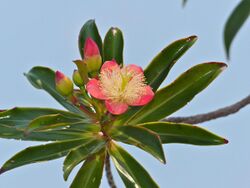 Somah or Cicada Tree (Ploiarium alternifolium) flowers (15588954588).jpg