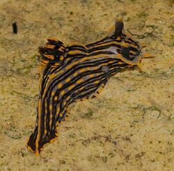 Sorcerer's Nudibranch (Polycera atra).jpg