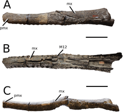 Steneosaurus rostromajor.png