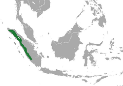 Sumatran Long-tailed Shrew area.png