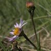 S. spathulatum flower heads photographed 29 July 2016, Mono County, California, US.