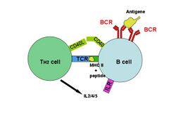 T-cell dependent b-cell act.jpg