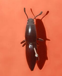 Tenebrionidae - Macellocerus acuminatus.JPG