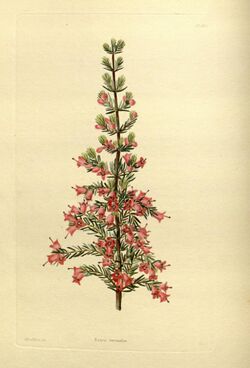 The botanical cabinet (No 1608) (8613653500).jpg