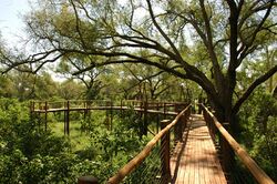 TreetopWalk.jpg