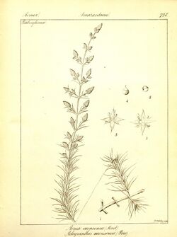 Trichuriella monsoniae as Aerva monsoniae.jpg