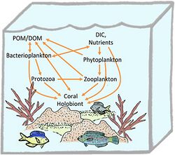 Trophic connections of the coral holobiont in the planktonic food web.jpg