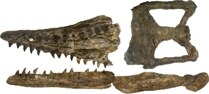 File:Tylosaurus pembinensis MMV 95 2.png