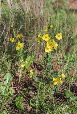 Verbascum sinuatum, Sète 01.jpg