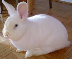 A white Vienna rabbit sits on a wooden floor