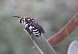 Zebra bee (Pseudapis nilotica).jpg