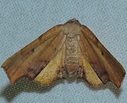 - 6843 – Plagodis fervidaria – Fervid Plagodis Moth (16224303755).jpg