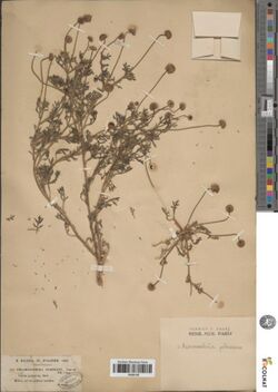 Aaronsohnia pubescens.jpg