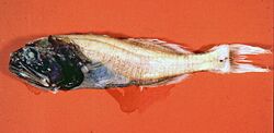 Abyssoberyx levisquamosus.jpg