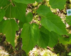 Close up picture of large green leaves.