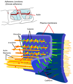 Adherens Junctions structural proteins.svg