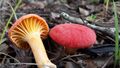 Afrocantharellus platyphyllus 592400.jpg