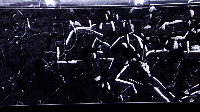 File:Alpha radiation in a cloud chamber.jpg