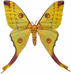 Argema mittrei female mounted.jpg