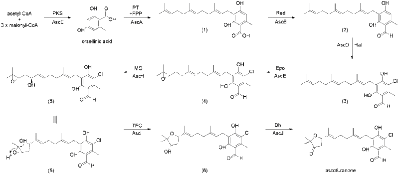 File:Ascofuranone Biosynthesis.gif