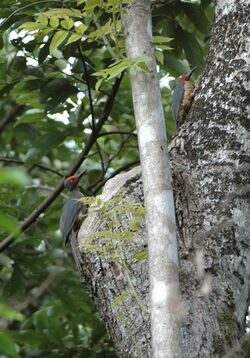 Ashy Woodpeckers (Mulleripicus fulvus) on tree trunk.jpg