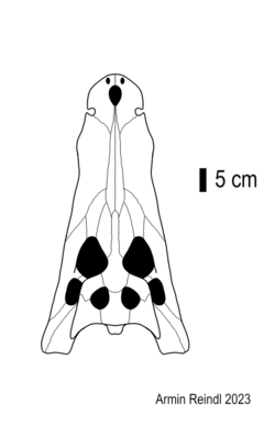 Australosuchus skull.png