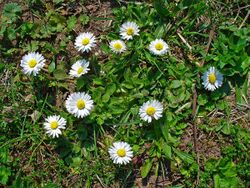 Bellis perennis 001.JPG