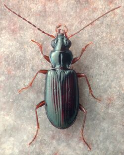 Bembidion ozarkense.jpg