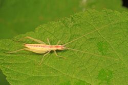 Broad-winged Tree Cricket - Oecanthus latipennis, Meadowood Farm SRMA, Mason Neck, Virginia.jpg