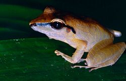 Brownberg Robber Frog (Pristimantis chiastonotus) (14096511055).jpg
