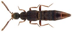 Calodera aethiops (Gravenhorst, 1802) (4365397136).jpg