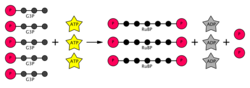 Calvin cycle step 3.svg