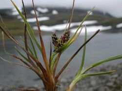 Carex rufina Abisko.JPG