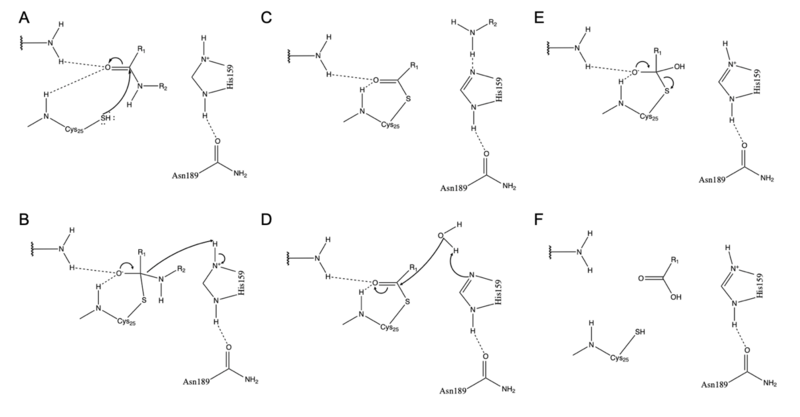 File:Catalytic triad mechanistic proteolysis within zingibain's active site.png