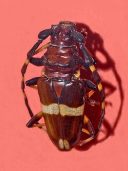 Cerambycidae - Trachyderes cingulatus.jpg