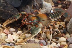 Chattooga River Crayfish (14174938652).jpg