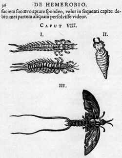 Clutius 1634 De Hemerobio mayflies.jpg