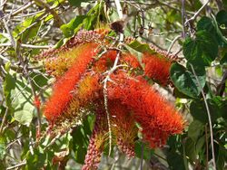 Combretum farinosum 519490.jpg