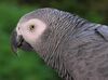 Congo African Grey Parrot -head detail.jpg