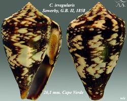 Conus irregularis 2.jpg